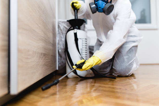 Best Local Pest Control Services  in Cascade Chipita Park, CO