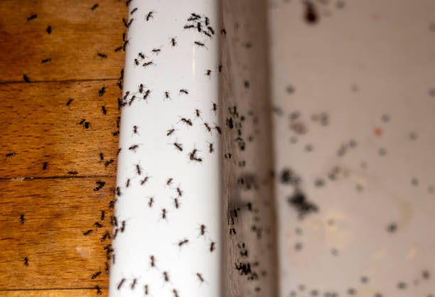 Best Wasp Removal Services  in Cascade Chipita Park, CO