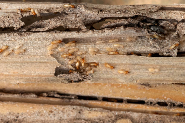  Cascade Chipita Park, CO Pest Control Pros